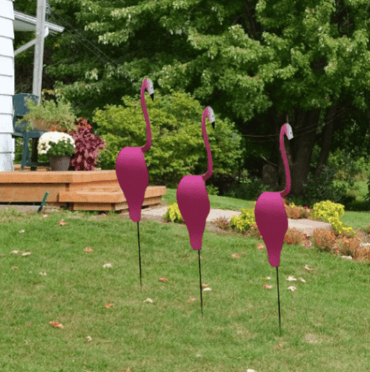 Carvallo - Graciös Roternade Fågel För En Fin Trädgård