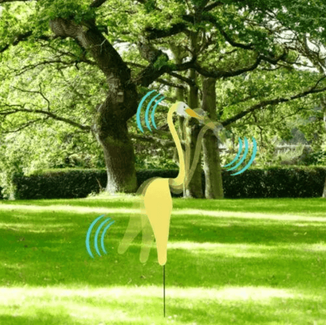 Carvallo - Graciös Roternade Fågel För En Fin Trädgård