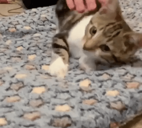 Petfilt Mjuk Fleece Tvättbar Möbel Skydd