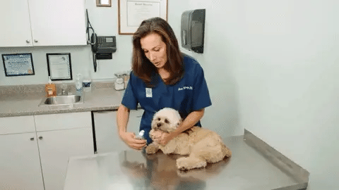 Royaleva Bästa Hundklotång Med Snabbsensorer Säker Trimming