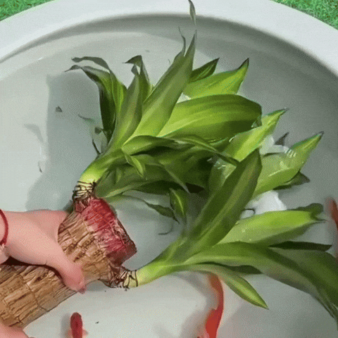 Royallure Lucky Brazilian Wood Plant – Låg underhåll luft renande inomhus växt