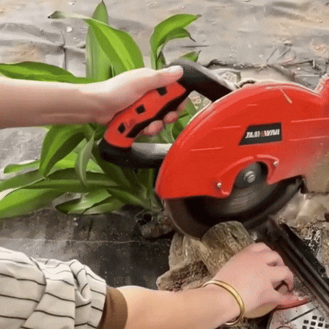 Royallure Lucky Brazilian Wood Plant – Låg underhåll luft renande inomhus växt