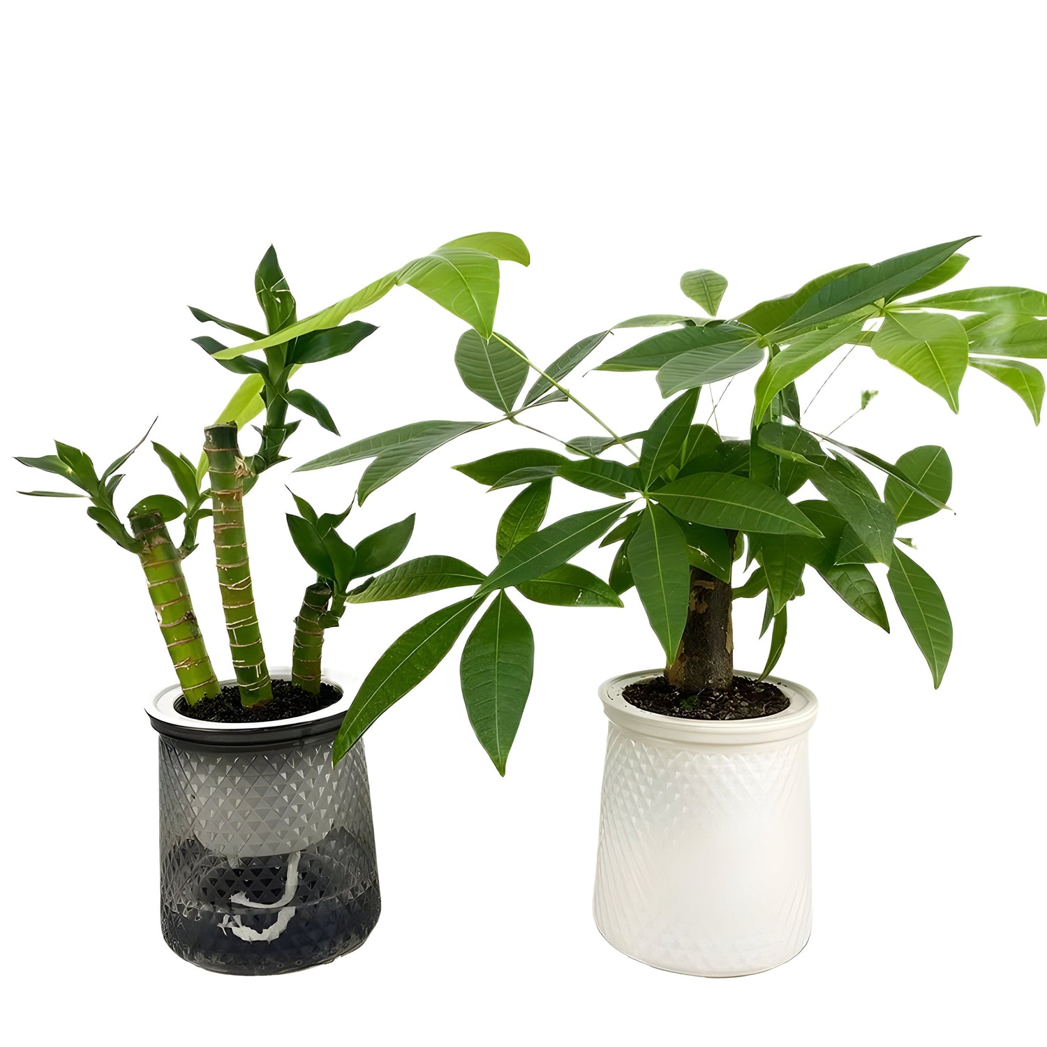 HyggeSprout Kruka – Hydroponisk Kristall-Glas-Blomkruka