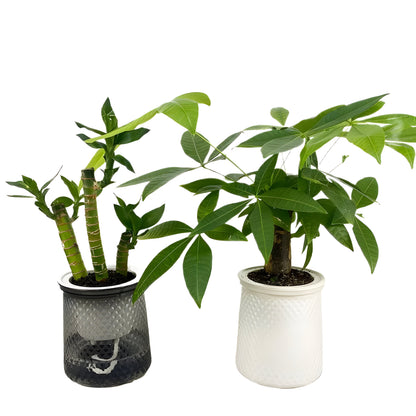 HyggeSprout Kruka – Hydroponisk Kristall-Glas-Blomkruka