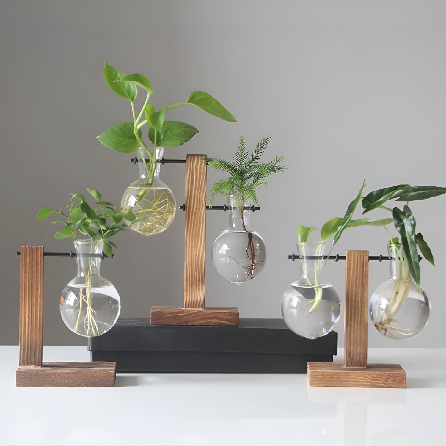 GlassHaven Vase – Hydroponiskt glasbehållare med trästativ