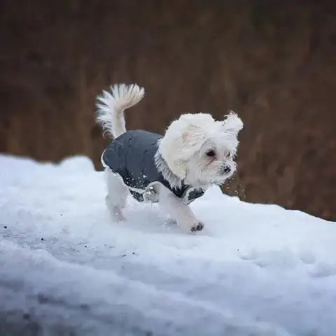 Royallure Vattentät Sherpa-fodrad Hundjacka med Inbyggd Sele – Varm, Vindskyddande, Lätt att Gå