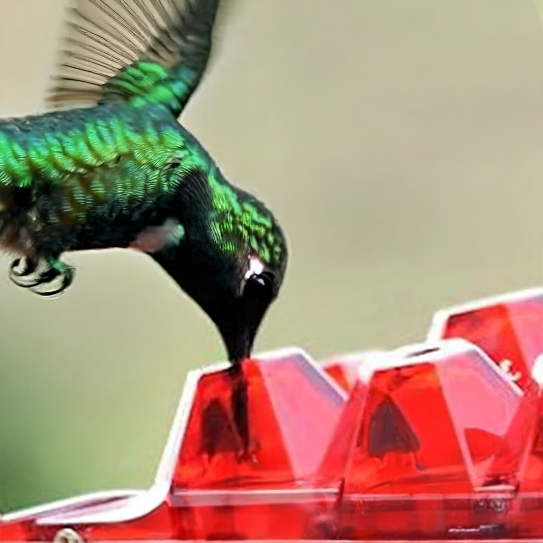 Myggsäker kolibri matare med 30 bi-resistenta portar