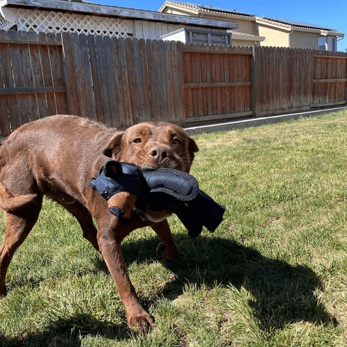 PAWBEAR – Interaktiv hundeleksak med kvacker