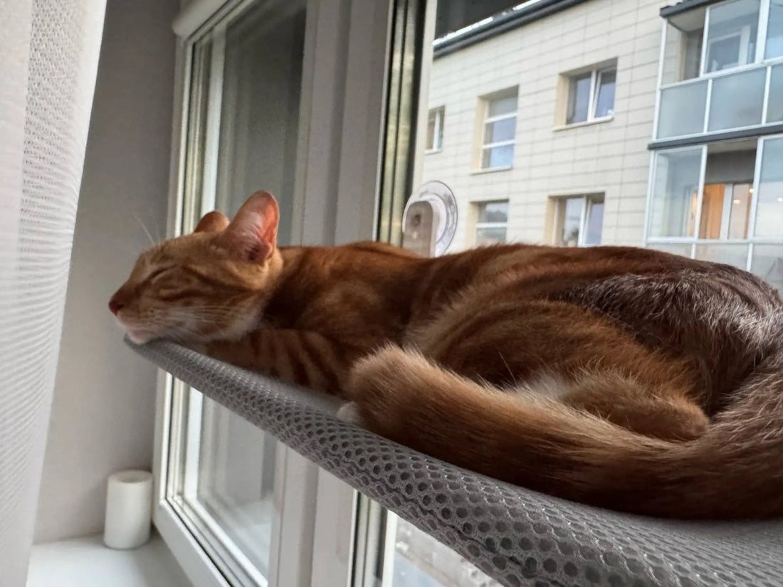 Pawperch – Fällbar katthängmatta med väggvänlig hållare | Borrlös fönsterplats för katter