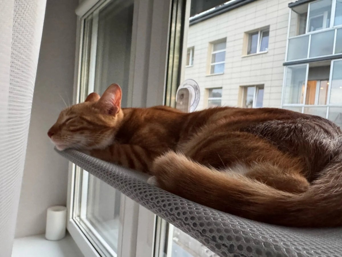 Pawperch – Fällbar katthängmatta med väggvänlig hållare | Borrlös fönsterplats för katter