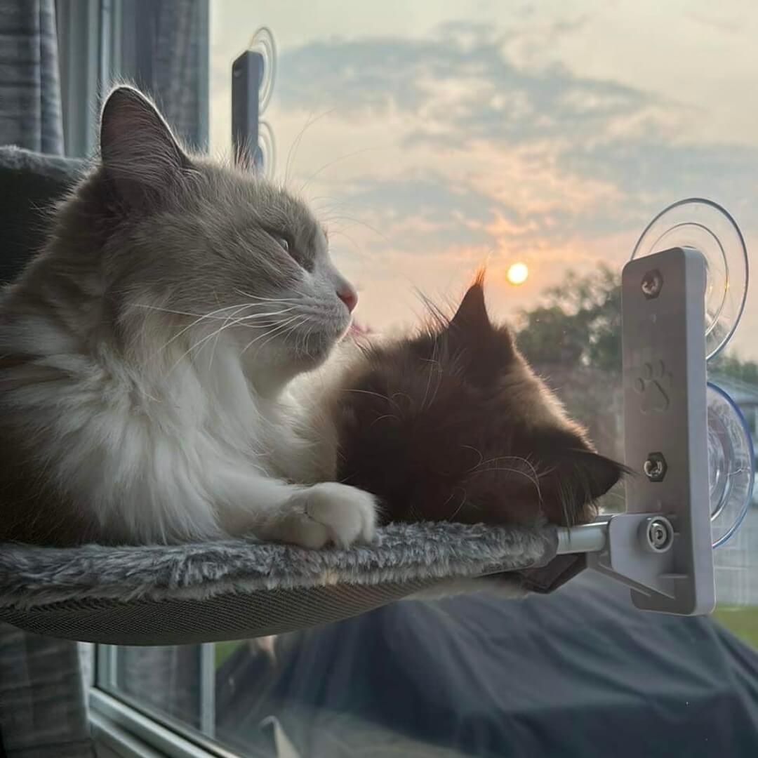 Pawperch – Fällbar katthängmatta med väggvänlig hållare | Borrlös fönsterplats för katter