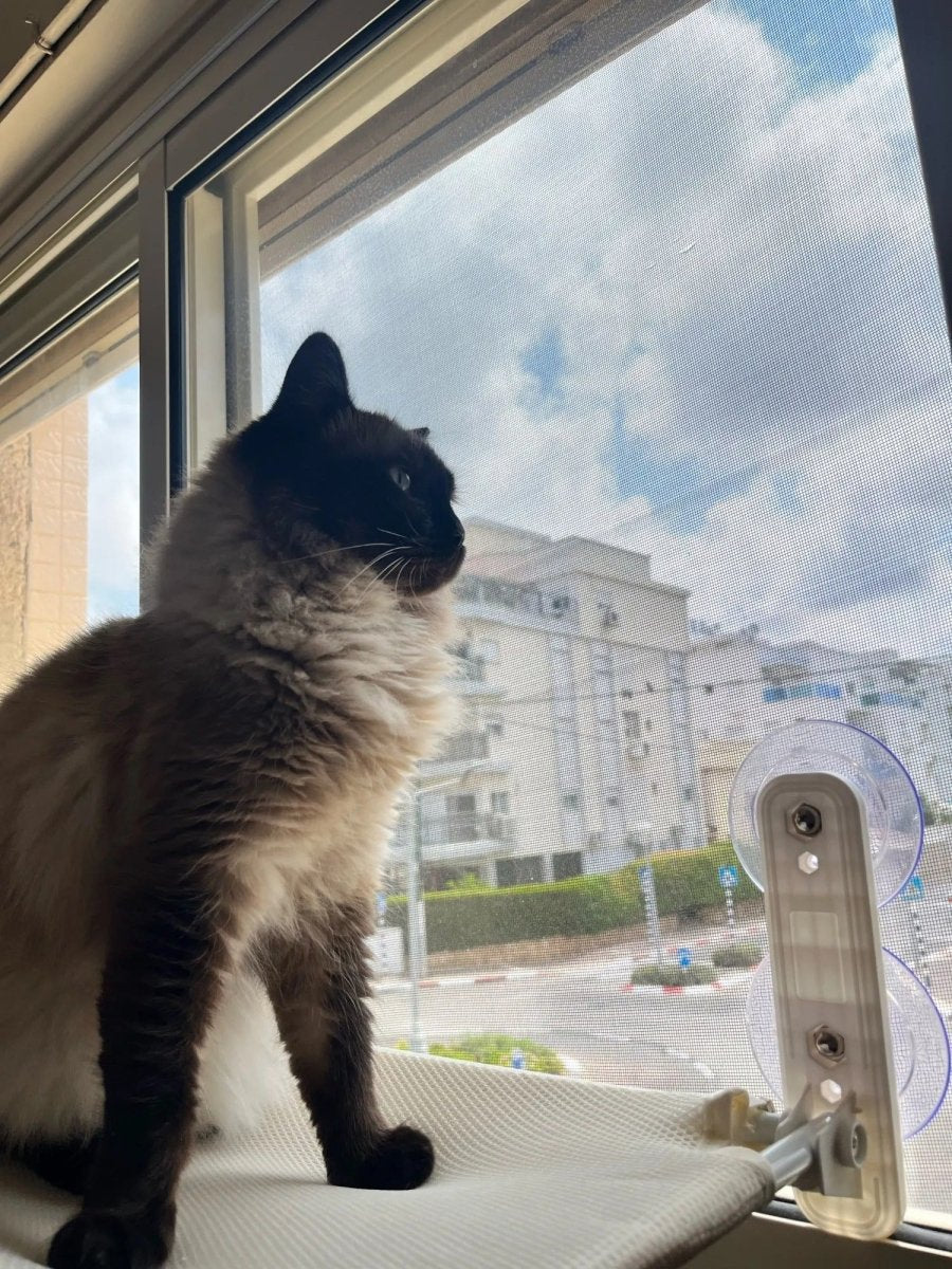 Pawperch – Fällbar katthängmatta med väggvänlig hållare | Borrlös fönsterplats för katter