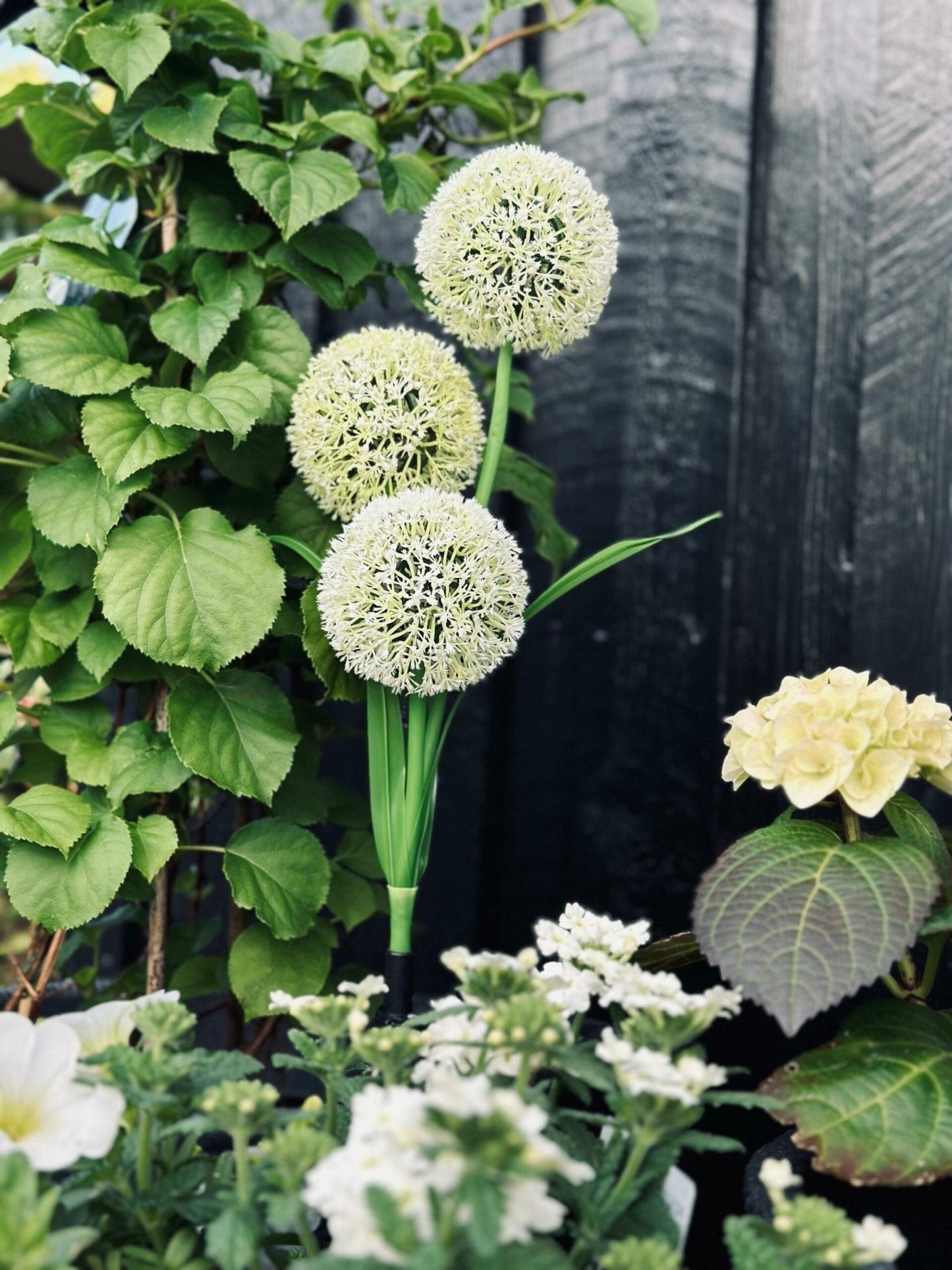 Carvallo – Magiskt ljus för din trädgård