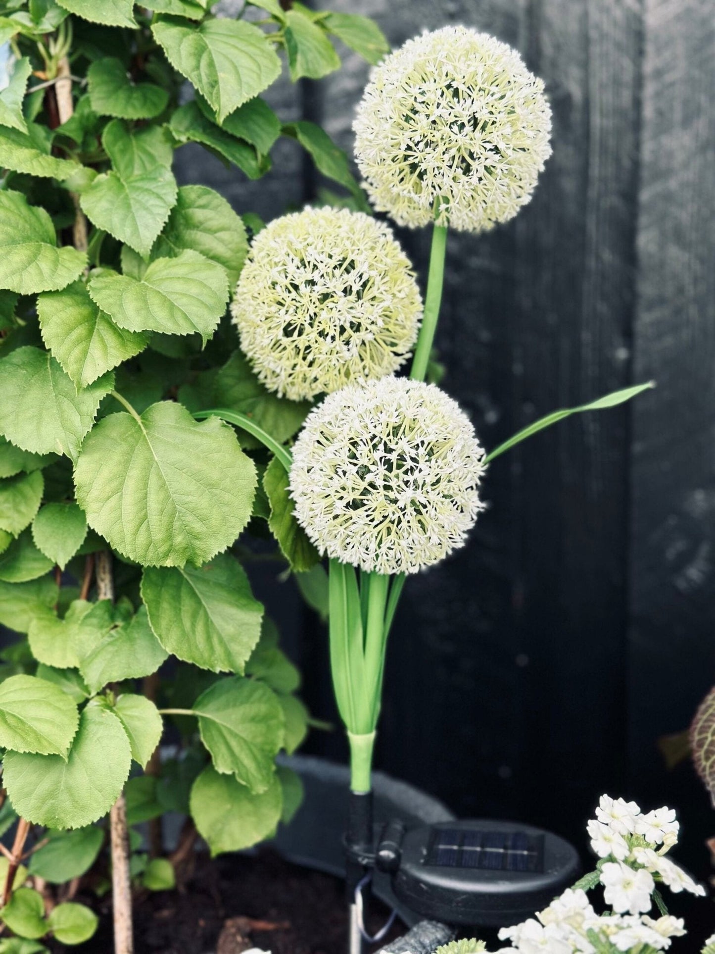 Carvallo – Magiskt ljus för din trädgård