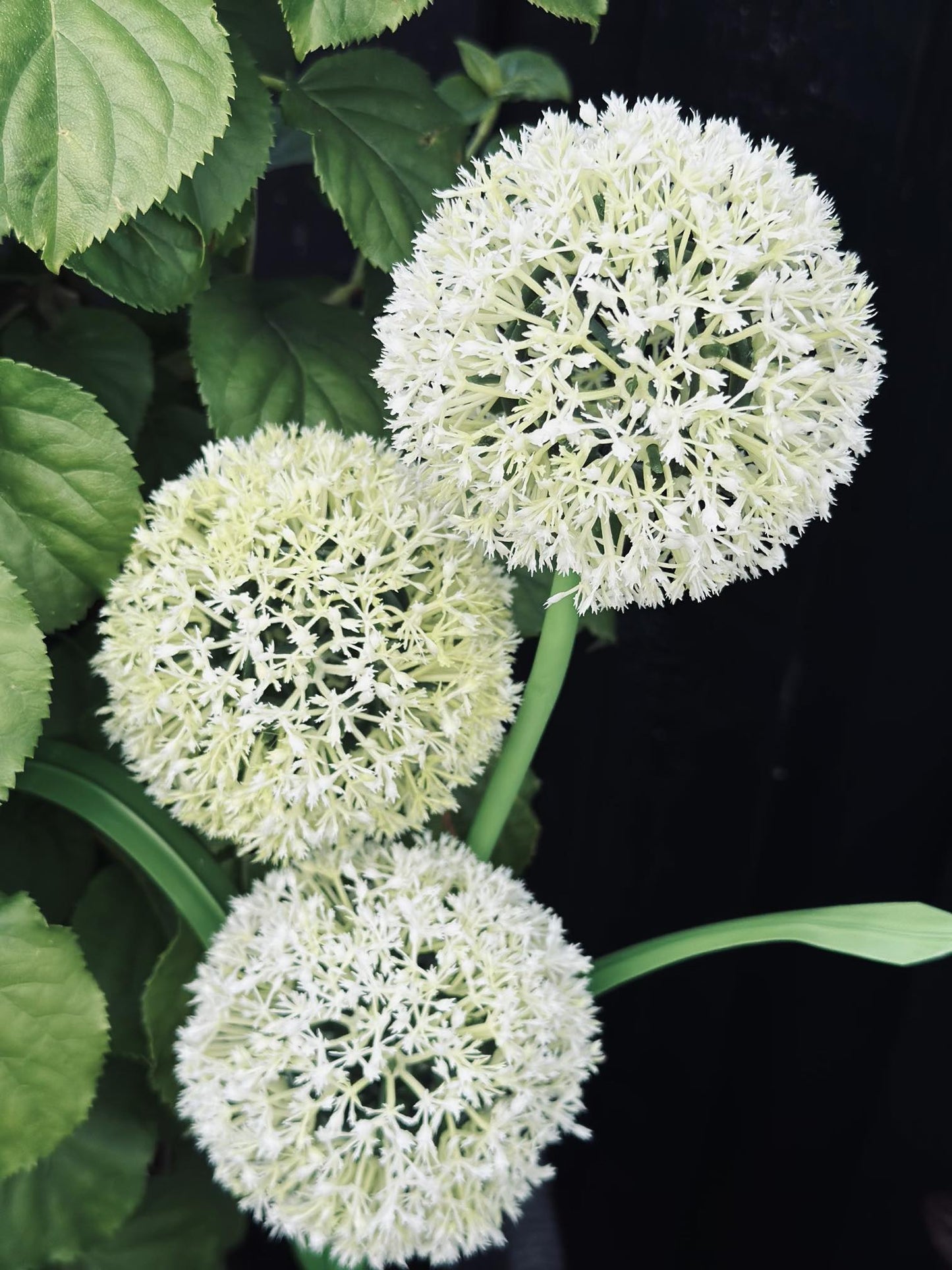 Carvallo – Magiskt ljus för din trädgård