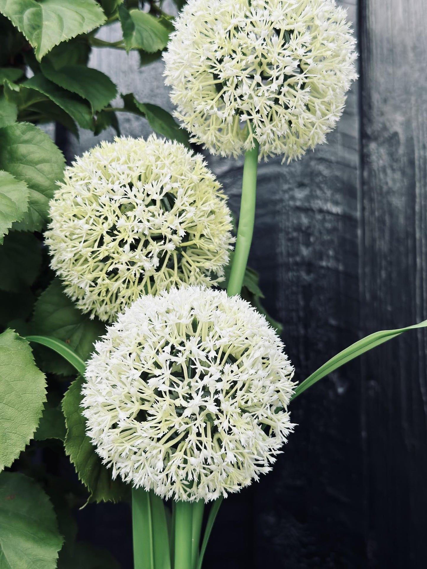 Carvallo – Magiskt ljus för din trädgård