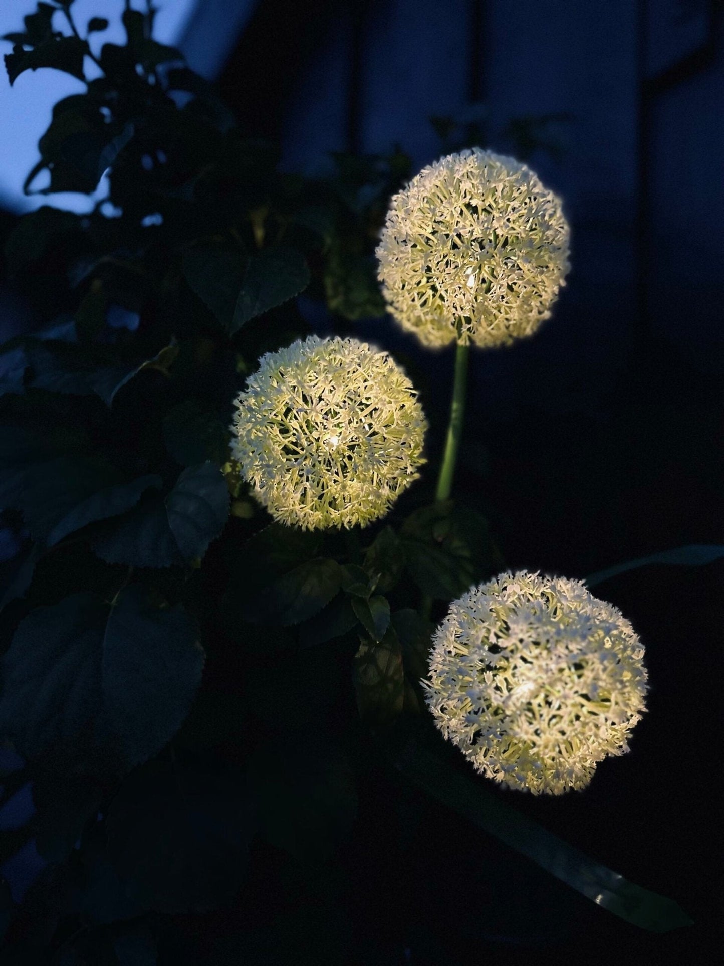 Carvallo – Magiskt ljus för din trädgård