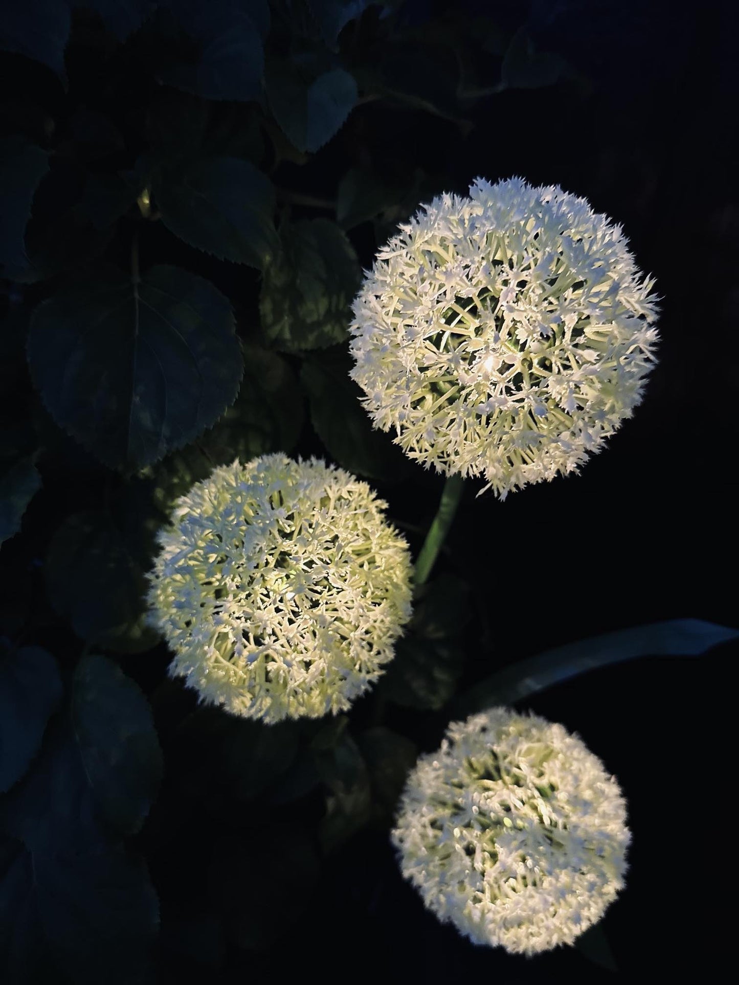 Carvallo – Magiskt ljus för din trädgård