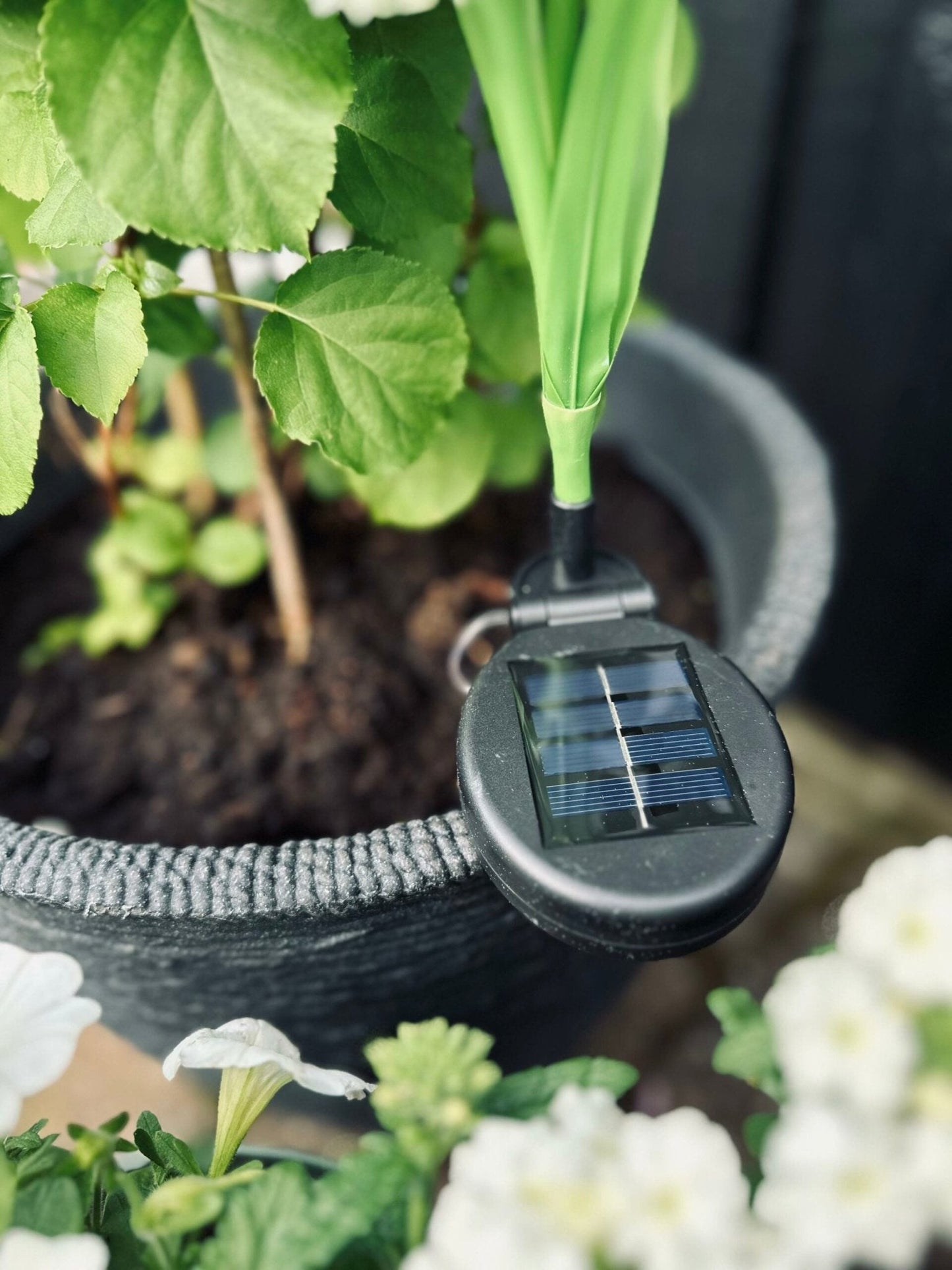 Carvallo – Magiskt ljus för din trädgård