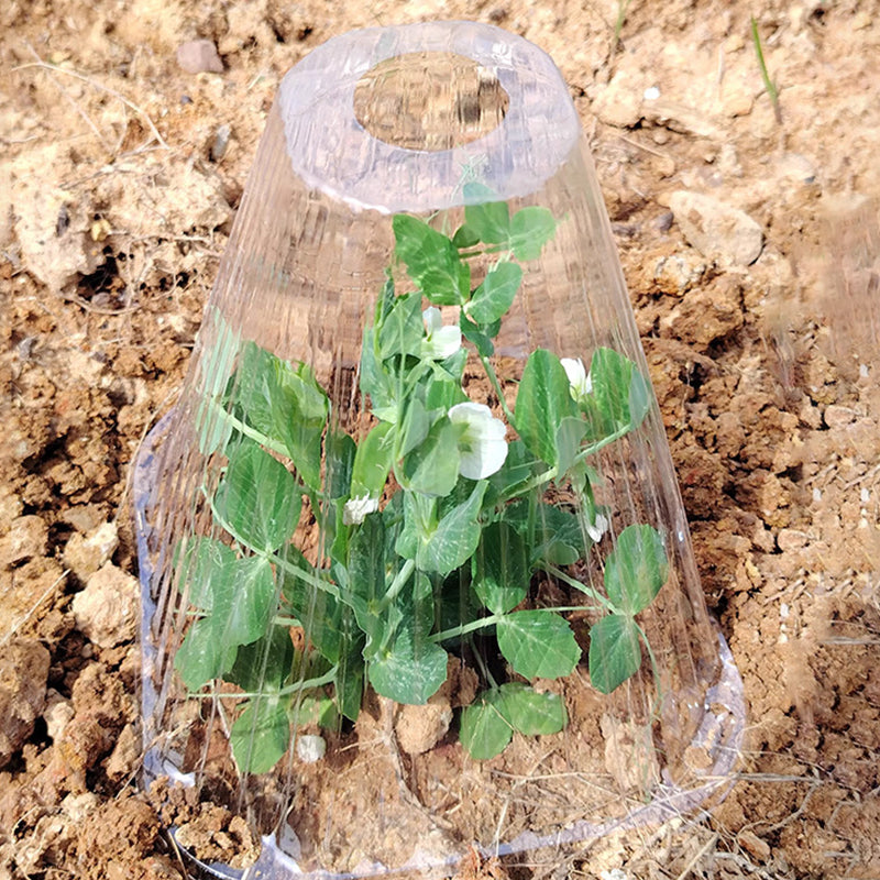 Carvallo | GrowGuard – Skydd & Värme för friska växter