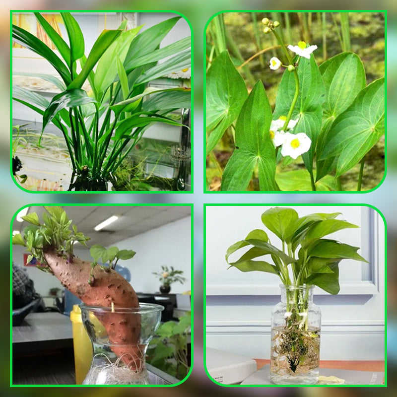 Carvallo | HydroScope – Rotövervakning gjort enkelt