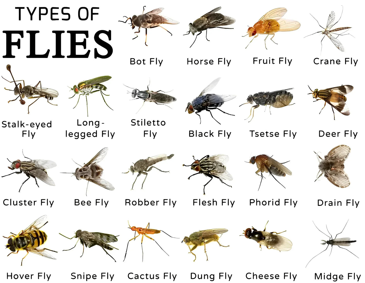 Royaleva Miljövänlig Stabil Fluggång för Utomhusbruk